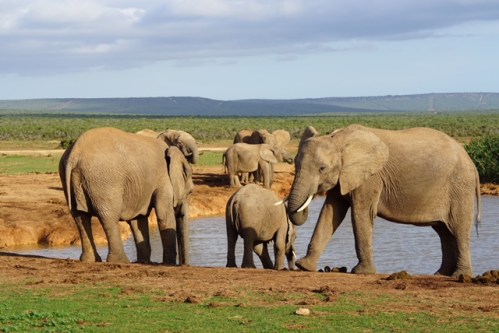 Addo_Elefant