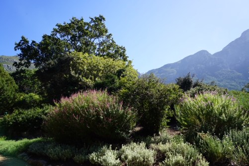 Botanischer Garten Kirstenbosch
