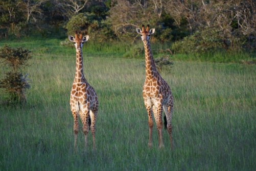 Giraffen_Kariega